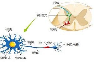 青少年癫痫的原因
