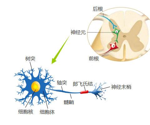 癫痫的病因有哪些